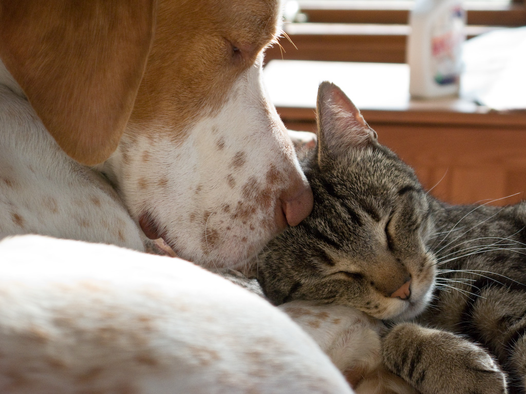 Cat and Dog