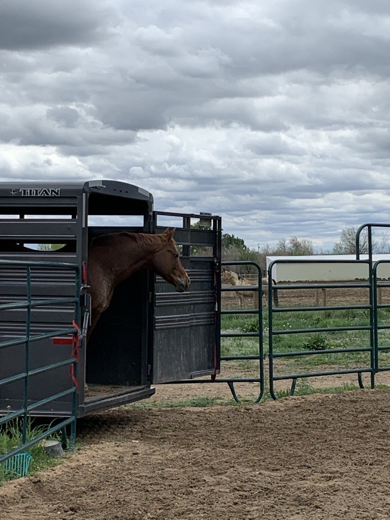 Horse trailer Horse standing in horse trailer
